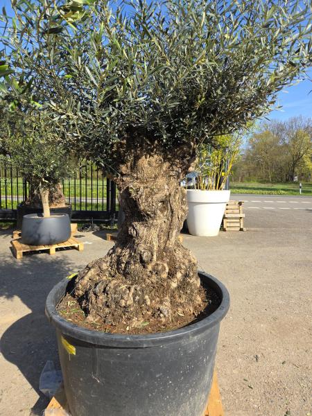 Olivenbaum Hojiblanca  220 cm -  (ca. 150 Jährig) mit sehr dickem knorrigem Stamm - Nr.128