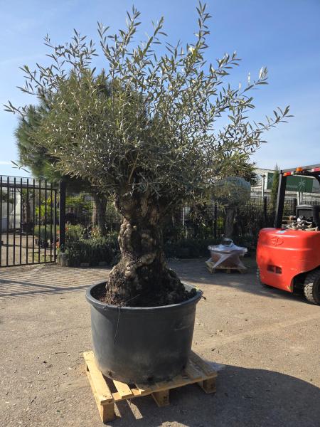 Olivenbaum Hojiblanca  220 cm -  (ca. 150 Jährig) mit sehr dickem knorrigem Stamm - Nr.128