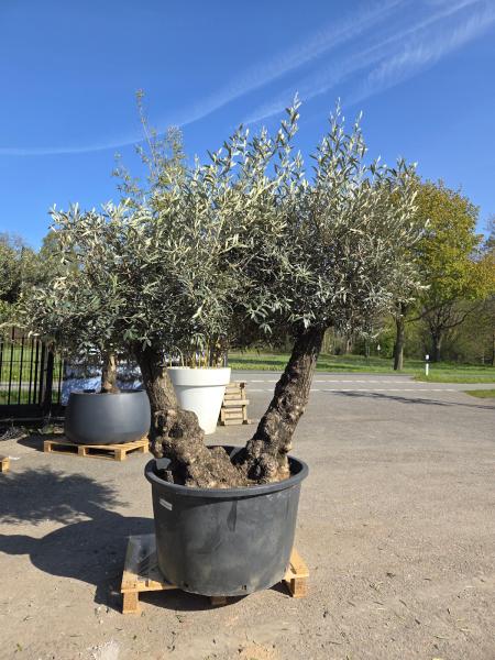 Olivenbaum-Hojiblanca--Nr-129