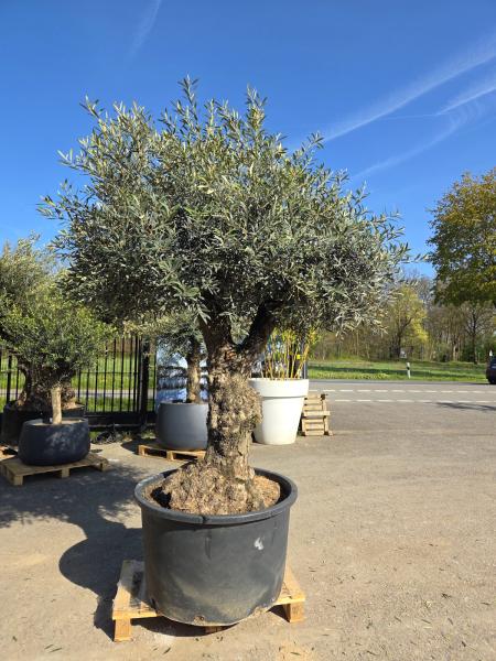 Olivenbaum-Hojiblanca--Nr-130