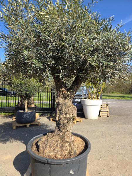 Olivenbaum Hojiblanca  270 cm -  (ca. 100 Jährig) mit dickem Stamm und Traum Krone - Nr.130