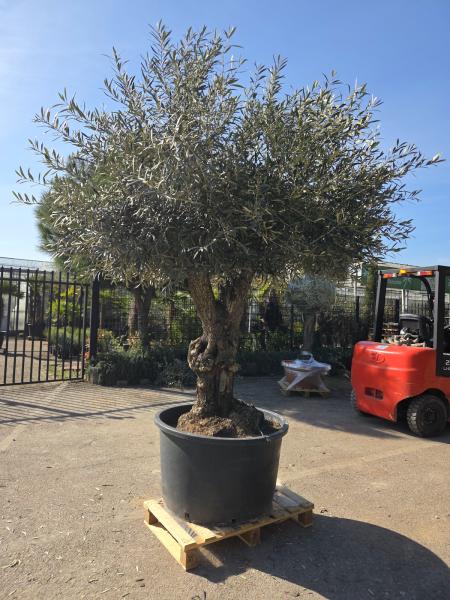 Olivenbaum Hojiblanca  270 cm -  (ca. 100 Jährig) mit dickem Stamm und Traum Krone - Nr.130