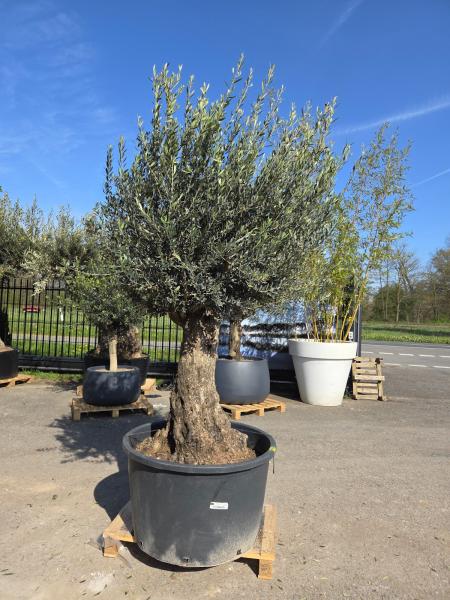 Olivenbaum-Hojiblanca--Nr-131