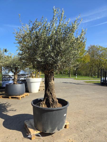 Olivenbaum Hojiblanca  250 cm -  (ca. 130 Jährig) mit sehr dickem knorrigem Stamm - Nr.131