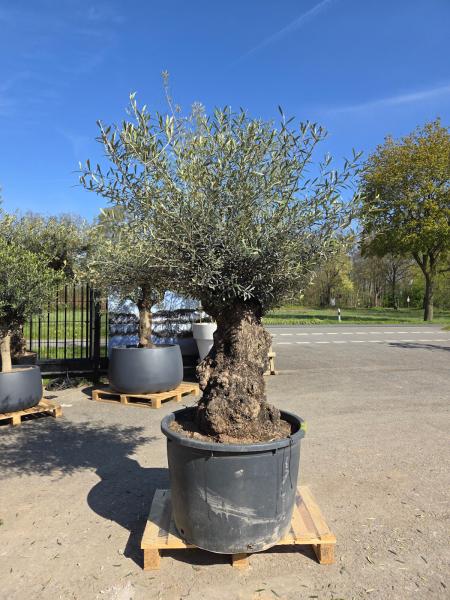 Olivenbaum-Hojiblanca--Nr-132