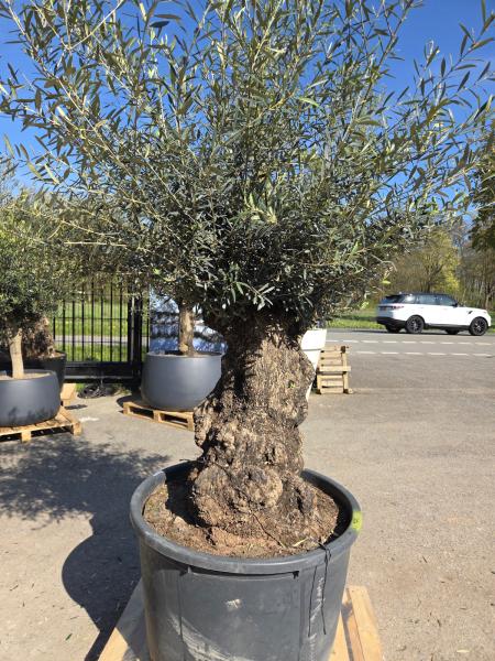 Olivenbaum Hojiblanca  220 cm -  (ca. 150 Jährig) mit sehr dickem knorrigem Stamm - Nr.132