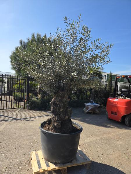 Olivenbaum Hojiblanca  220 cm -  (ca. 150 Jährig) mit sehr dickem knorrigem Stamm - Nr.132