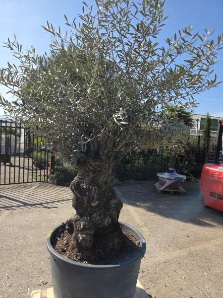 Olivenbaum Hojiblanca  220 cm -  (ca. 150 Jährig) mit sehr dickem knorrigem Stamm - Nr.132