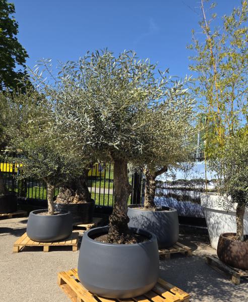 Olivenbaum-Hojiblanca--Nr-133