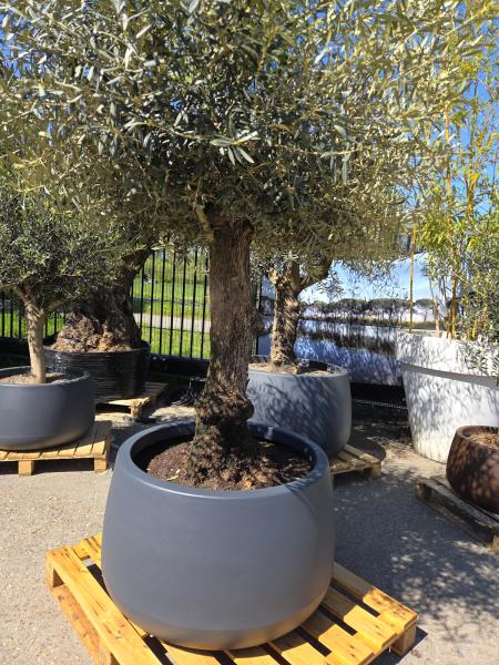 Olivenbaum 250 cm fertig bepflanzt im vaso extreme  95 cm.