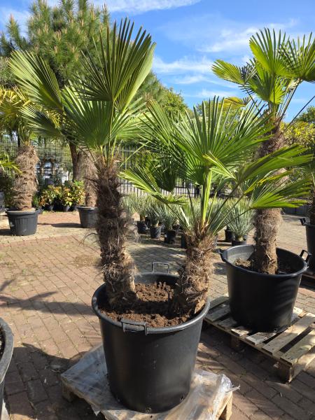 Hanfpalme-Trachycarpus-Wagnerianus-33