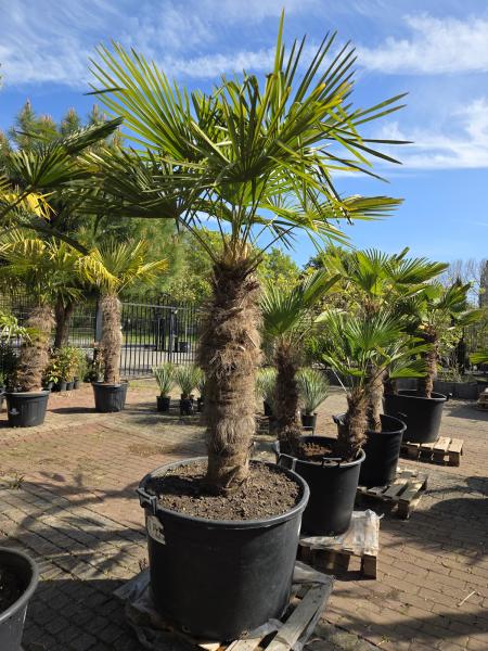 Trachycarpus-Fortunei-34