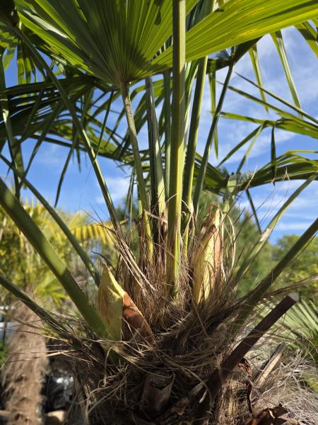 Winterharte Hanfpalme Trachycarpus Fortunei 230 cm - genau diesen - Nr.34