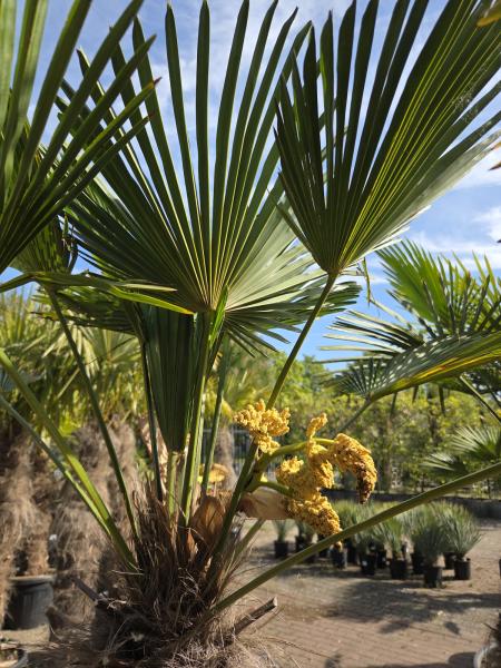 Winterharte Hanfpalme Trachycarpus Wagnerianus 200 cm ↑ genau diesen im Bild ↑ Nr.36