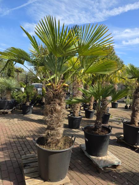 Hanfpalme-Trachycarpus-Wagnerianus-38