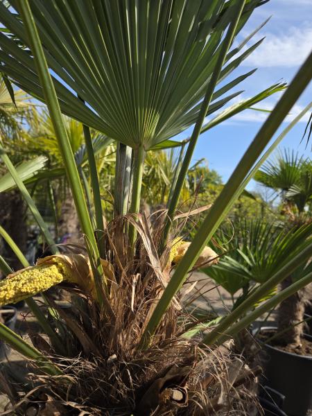 Winterharte Hanfpalme Trachycarpus Wagnerianus 210 cm ↑ genau diesen im Bild ↑ Nr.38