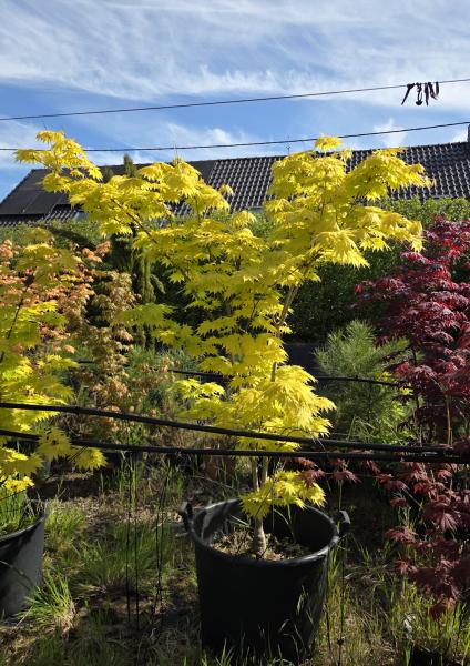 Goldahorn-Acer-shirasawanum-Jordan Nr.2