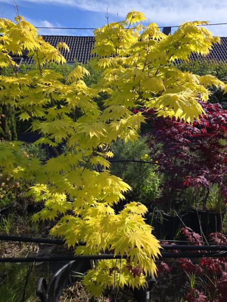 Fächerahorn / Goldahorn Acer shirasawanum 'Jordan'  200 cm Nr.2