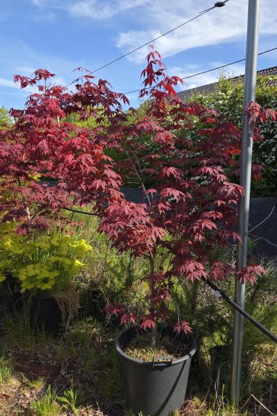 Roter-Faecherahorn-Nr-1