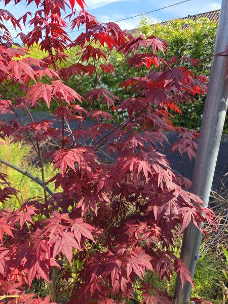 Roter Fächerahorn 180 cm - A.Palmatum Bloodgood Nr.1