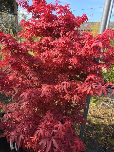 Roter Fächerahorn Acer ´skeeters 'broom' 180 cm genau diesen Nr.4