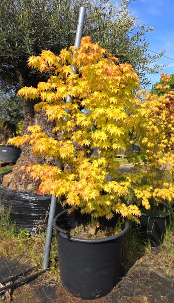 Faecherahorn-Acer-Palmatum-Orange-dream-Nr-3