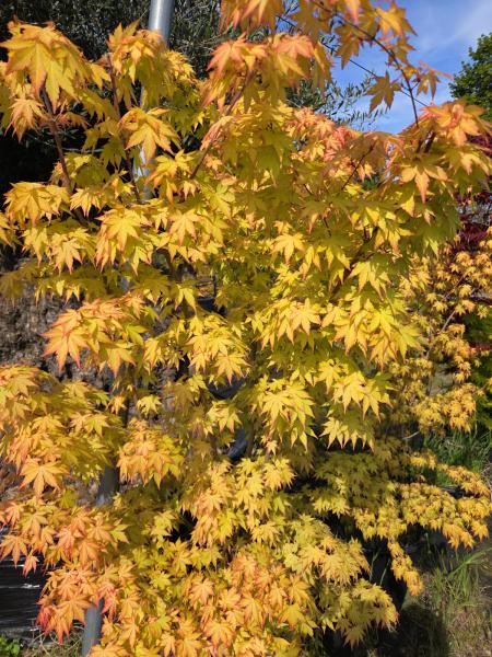 ↑ Sie erhalten genau diesen Fächerahorn ↑ Acer Palmatum 180 cm Orange dream Nr.3