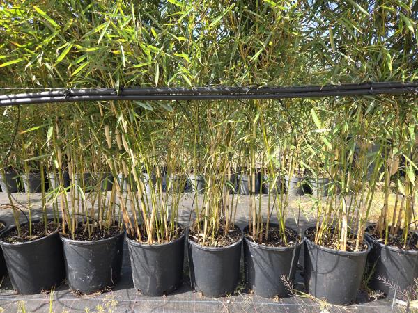 Bambus Fargesia robusta Campbell 180/200 cm im 28 cm Topf.