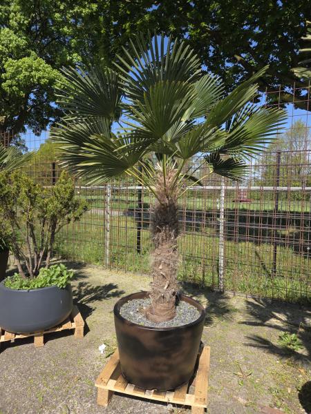 Winterharte Hanfpalme Trachycarpus - Wagnerianus 200 cm ↑ genau die linke im Bild ↑ Nr.39