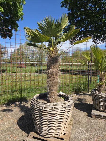 Hanfpalme-Trachycarpus-Wagnerianus-42