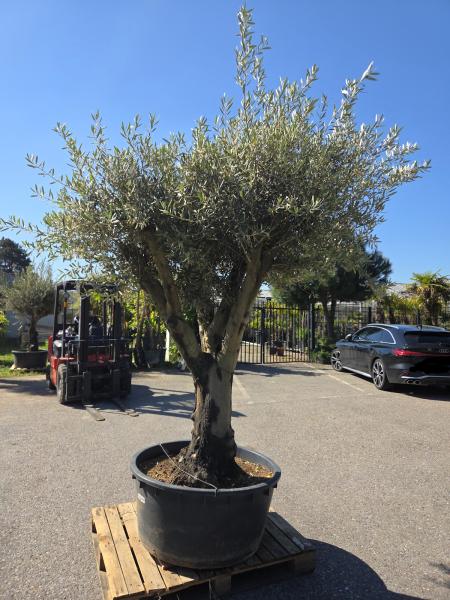 Olivenbaum Hojiblanca  270 cm -  (ca. 90 Jährig) mit verzweigter Blattkrone - Nr.137