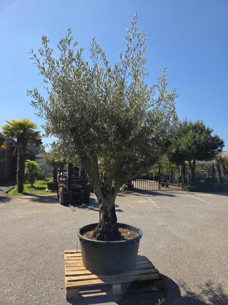 Olivenbaum Hojiblanca  280 cm -  (ca. 90 Jährig) mit verzweigter Blattkrone - Nr.140