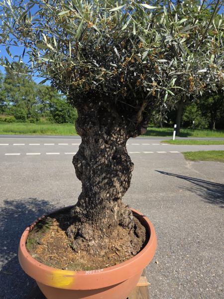 Olivenbaum Hojiblanca  220 cm -  (ca. 110 Jährig) mit dickem knorrigem Stamm - Nr.142
