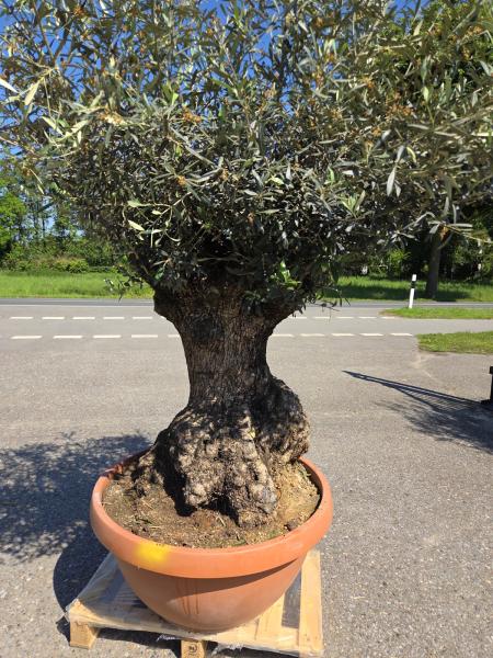 Olivenbaum Hojiblanca  210 cm -  (ca. 150 Jährig) mit dickem knorrigem Stamm - Nr.143