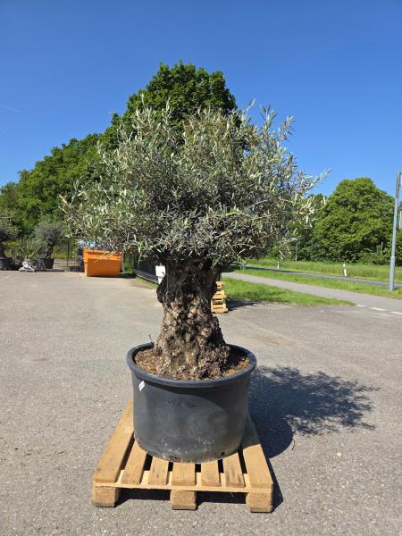 Olivenbaum Hojiblanca  220 cm -  (ca. 150 Jährig) mit dickem knorrigem Stamm - Nr.144
