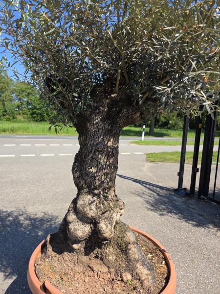 Olivenbaum Hojiblanca  220 cm -  (ca. 110 Jährig) mit dickem knorrigem Stamm - Nr.145