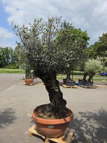 Olivenbaum Hojiblanca  210 cm -  (ca. 120 Jährig) mit dickem knorrigem Stamm - Nr.152