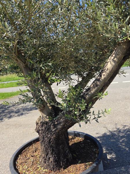 Olivenbaum Hojiblanca  280 cm -  (ca. 90 Jährig) mit verzweigter Blattkrone - Nr.160