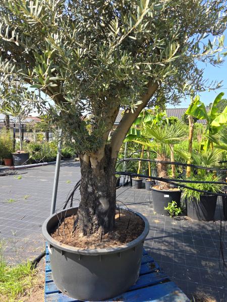 Olivenbaum Hojiblanca  260 cm -  (ca. 90 Jährig) mit verzweigter Blattkrone - Nr.161