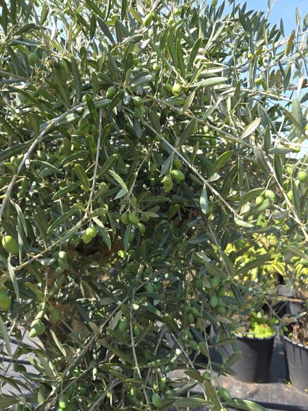 Olivenbaum Hojiblanca  250 cm -  (ca. 90 Jährig) mit verzweigter Blattkrone - Nr.162
