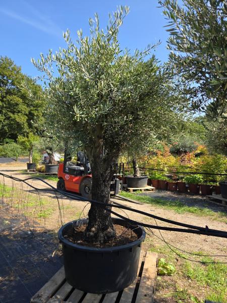 Olivenbaum Hojiblanca  250 cm -  (ca. 90 Jährig) mit verzweigter Blattkrone - Nr.162