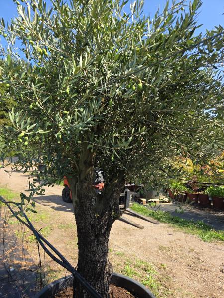 Olivenbaum Hojiblanca  250 cm -  (ca. 90 Jährig) mit verzweigter Blattkrone - Nr.162