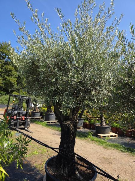 Olivenbaum Hojiblanca  300 cm -  (ca. 90 Jährig) mit verzweigter Blattkrone - Nr.163