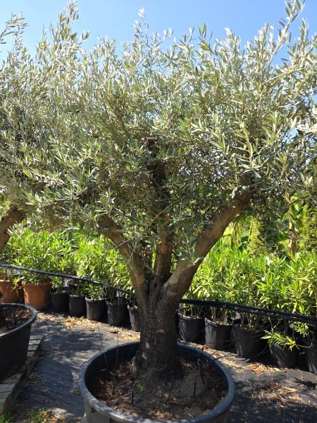 Olivenbaum Hojiblanca  240 cm -  (ca. 90 Jährig) mit verzweigter Blattkrone - Nr.167