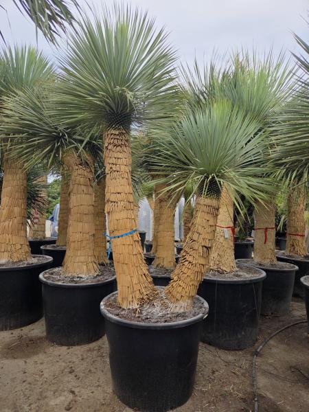 Doppelte Yucca rostrata