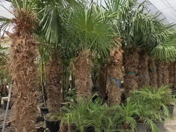 Trachycarpus Fortunei