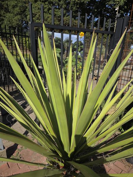 Yucca Faxoniana 155 cm - Spanisches Bajonett - Nr.11