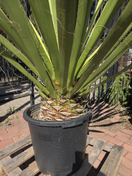 Yucca Faxoniana 155 cm - Spanisches Bajonett - Nr.11