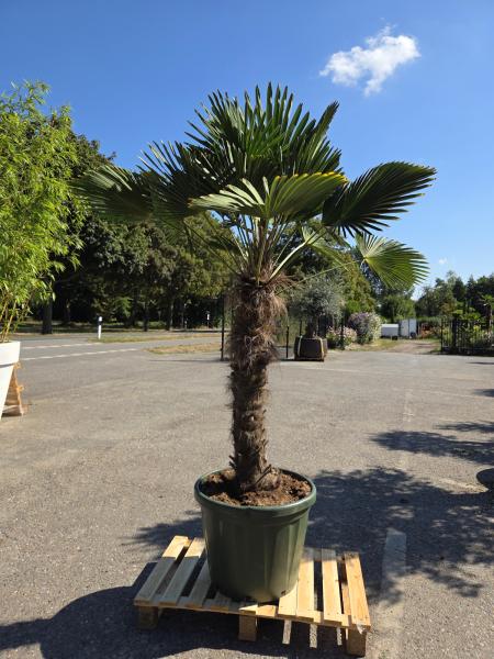 Hanfpalme-Trachycarpus-Wagnerianus-16-1
