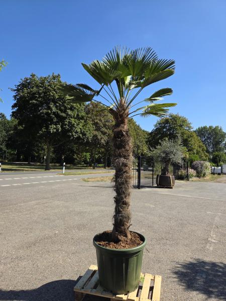 Hanfpalme-Trachycarpus-Wagnerianus-16-2
